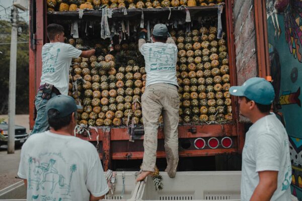 tepache-sazon-our-process-pineapple-delivery